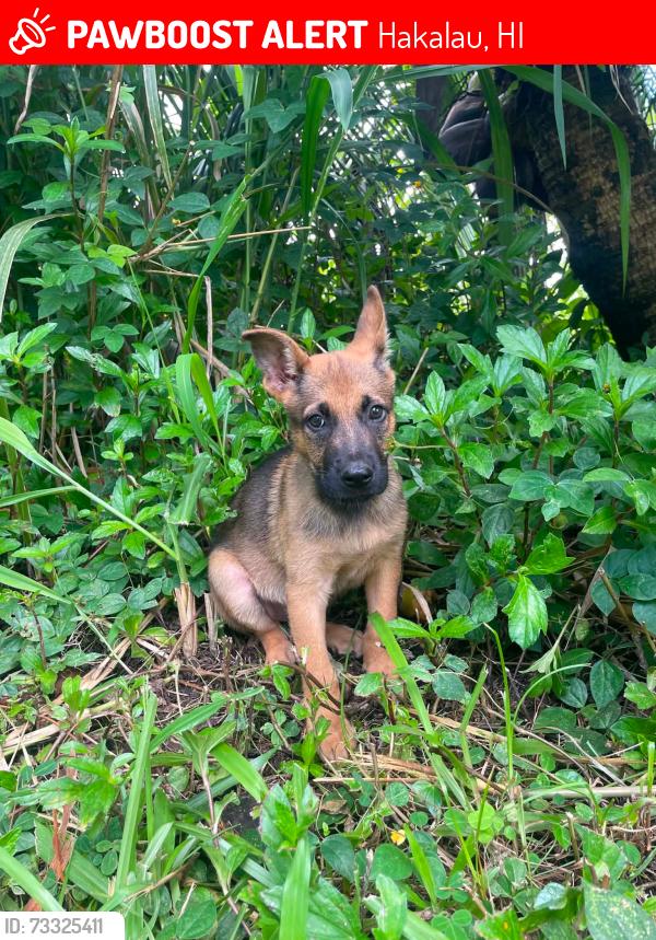 Lost Male Dog last seen Chin Chuck Road, Hakalau, HI 96710