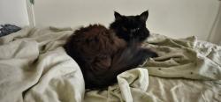 Reunited Female Cat last seen Shappie Rd. and Perry Lake Rd. South of Oakhill, between Sashabaw and M-15, Village of Clarkston, MI 48348
