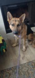 Found/Stray Male Dog last seen Bradford Colony and Rexton, Houston, TX 77084