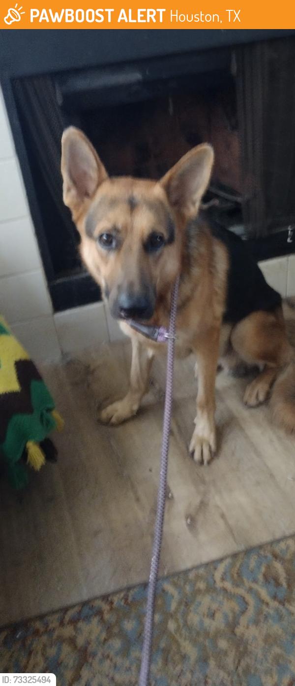 Found/Stray Male Dog last seen Bradford Colony and Rexton, Houston, TX 77084