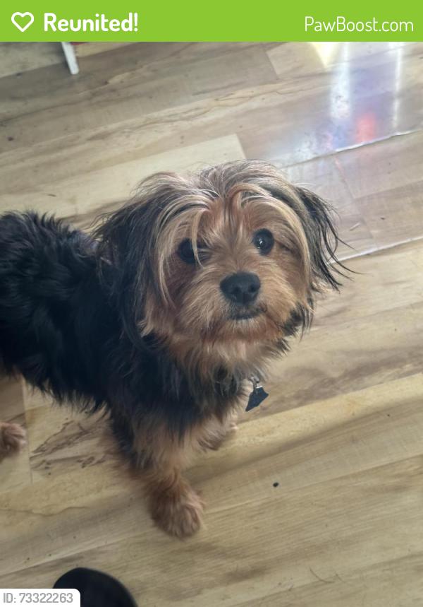 Reunited Male Dog last seen Rollins Rd and Cedar Lake Rd, Round Lake Beach, IL 60073