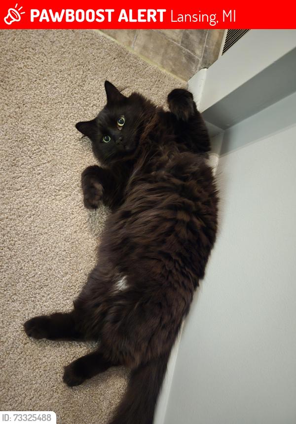 Lost Male Cat last seen Elmwood, near W. Saginaw Meijer, Lansing, MI 48917