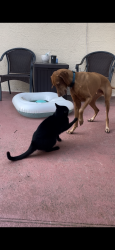 Reunited Male Dog last seen Henderson st, Spring Hill, FL 34608