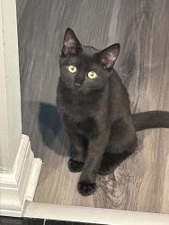 Lost Female Cat last seen Fairfield coram, Coram, NY 11727