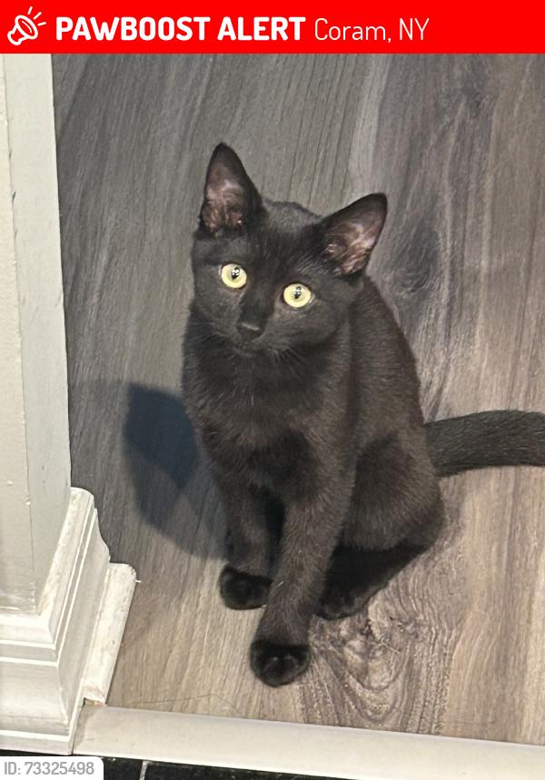 Lost Female Cat last seen Fairfield coram, Coram, NY 11727