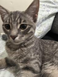 Reunited Female Cat last seen Se salió de mi casa y no la encuentro en la memorar y Normandie avenue, Los Angeles, CA 90044