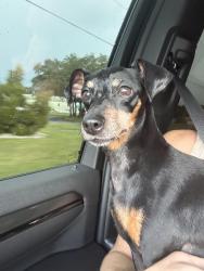 Found/Stray Female Dog last seen Burrell Street and Keystone Road, Tarpon Springs, FL 34689