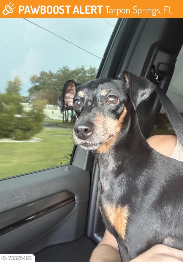 Found/Stray Female Dog last seen Burrell Street and Keystone Road, Tarpon Springs, FL 34689