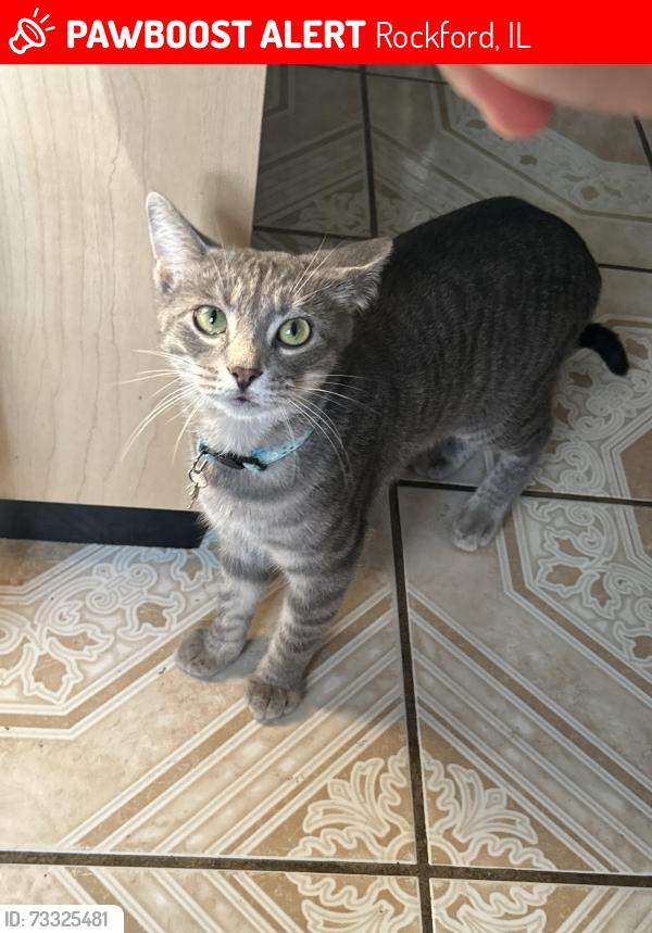 Lost Female Cat last seen Foster ave & S Johnston Ave, Rockford, IL 61101