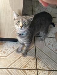 Lost Female Cat last seen Foster ave & S Johnston Ave, Rockford, IL 61101