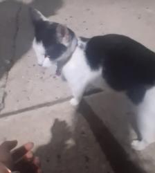 Found/Stray Unknown Cat last seen Mount St, Baltimore, MD 21217