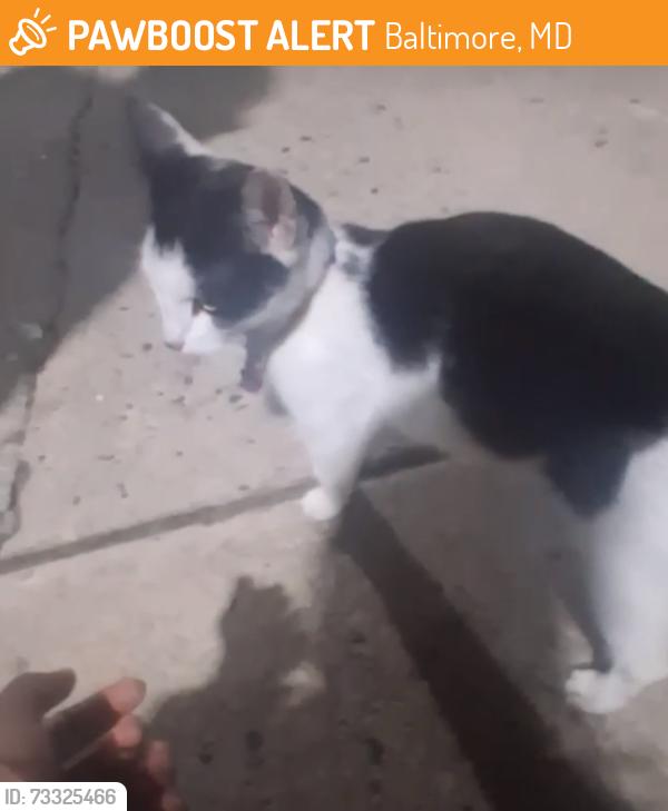 Found/Stray Unknown Cat last seen Mount St, Baltimore, MD 21217