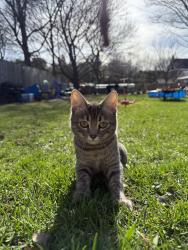 Reunited Female Cat last seen Southlake hosp, Newmarket, ON L3Y 3T4