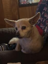 Reunited Male Dog last seen Eubank and Comanche, Albuquerque, NM 87111