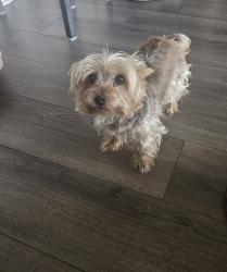 Lost Male Dog last seen Windmill Ct, Perris, CA 92571