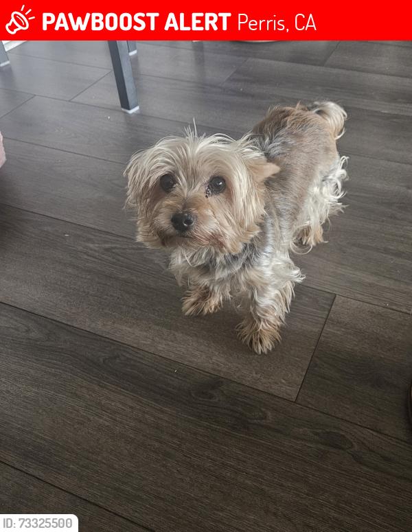 Lost Male Dog last seen Windmill Ct, Perris, CA 92571