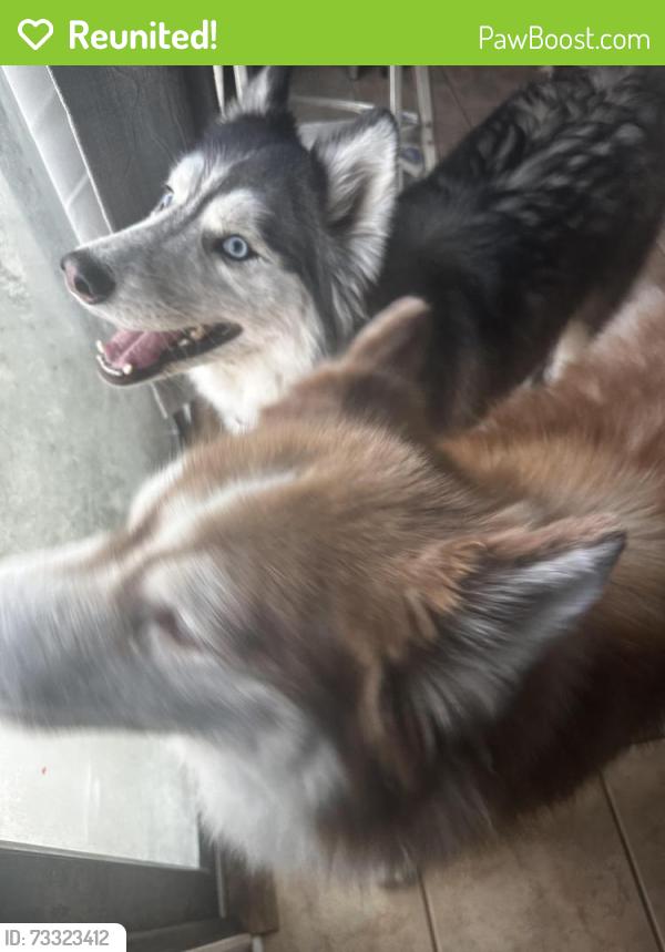Reunited Female Dog last seen 1560/Culebra, San Antonio, TX 78254