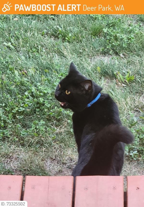 Found/Stray Unknown Cat last seen cedar, Deer Park, WA 99006