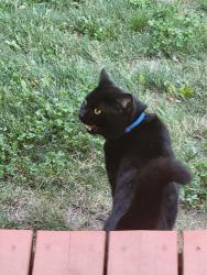 Found/Stray Unknown Cat last seen cedar, Deer Park, WA 99006