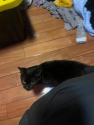 Lost Female Cat last seen Near commander drive, Wendell, NC 27591