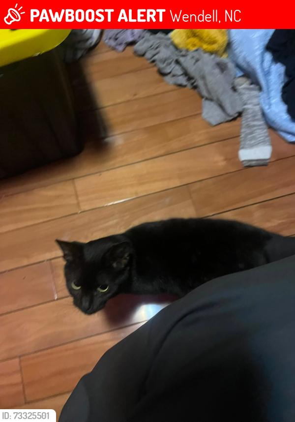 Lost Female Cat last seen Near commander drive, Wendell, NC 27591
