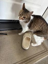 Found/Stray Female Cat last seen Pleasant grove, Roseville, CA 95747