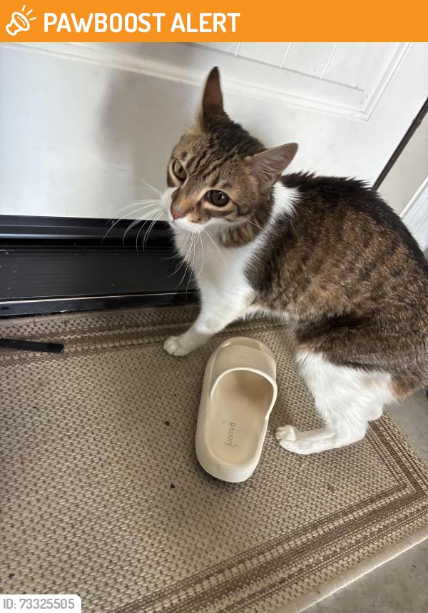 Found/Stray Female Cat last seen Pleasant grove, Roseville, CA 95747