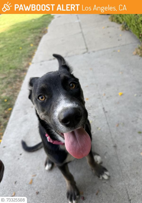 Found/Stray Female Dog last seen Adams and harcourt, Los Angeles, CA 90016