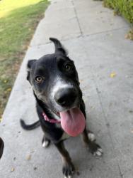 Found/Stray Female Dog last seen Adams and harcourt, Los Angeles, CA 90016