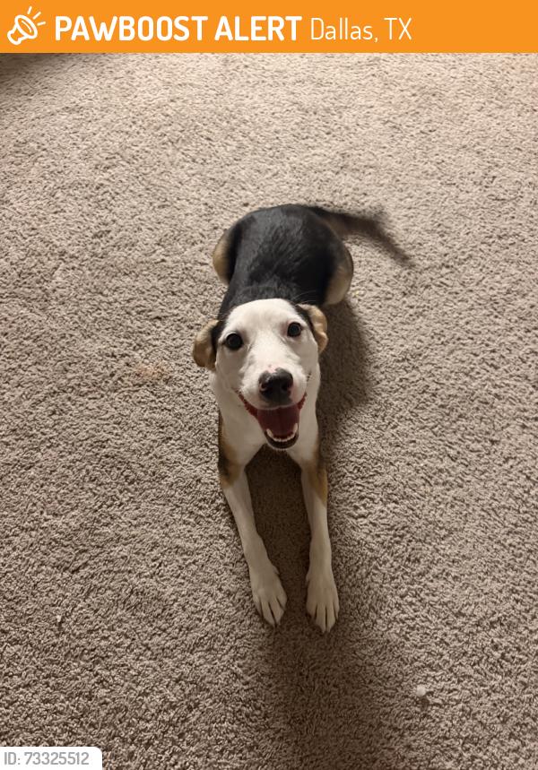 Found/Stray Male Dog last seen Clinton p russell elementary school, Dallas, TX 75224