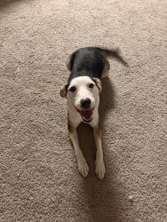 Found/Stray Male Dog last seen Clinton p russell elementary school, Dallas, TX 75224