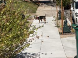 Found/Stray Unknown Dog last seen piedmont, Oakland, CA 94610