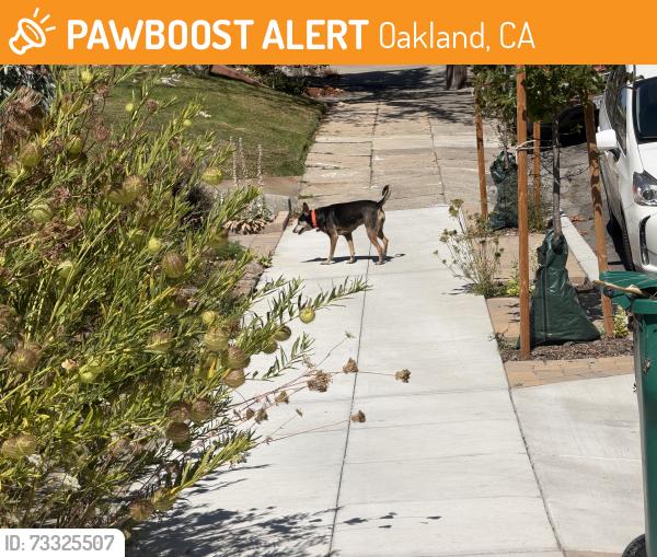 Found/Stray Unknown Dog last seen piedmont, Oakland, CA 94610