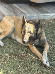 Lost Male Dog last seen Garfield and Castleford, Midland, TX 79705