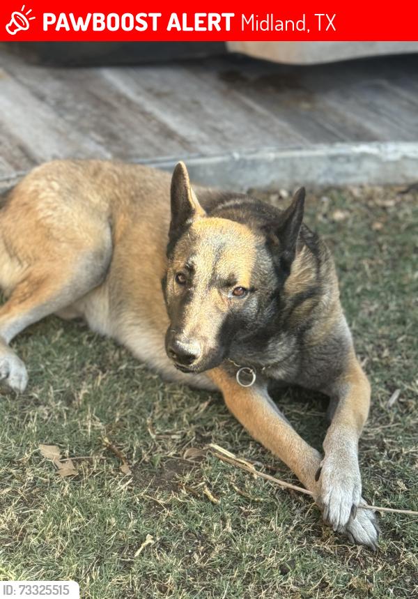 Lost Male Dog last seen Garfield and Castleford, Midland, TX 79705