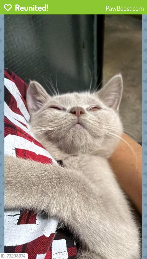 Reunited Male Cat last seen Field mead Graham Parrk est, Greater London, England NW9 5RP
