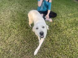 Found/Stray Unknown Dog last seen Windy grove ln and Leigh woods dr, Houston, TX 77433
