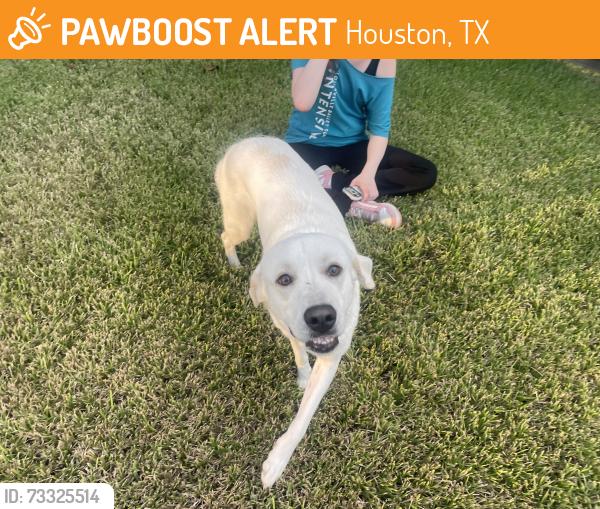 Found/Stray Unknown Dog last seen Windy grove ln and Leigh woods dr, Houston, TX 77433