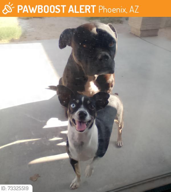 Found/Stray Unknown Dog last seen 25th Ave Broadway, Phoenix, AZ 85041