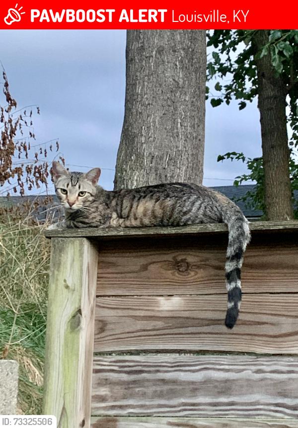 Lost Male Cat last seen Hull St. & Pine St., Louisville, KY 40204