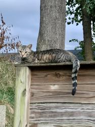 Lost Male Cat last seen Hull St. & Pine St., Louisville, KY 40204