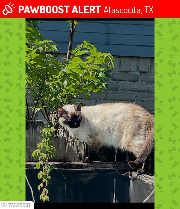 Lost Female Cat last seen Timber Forest Deer Timbers, Atascocita, TX 77346