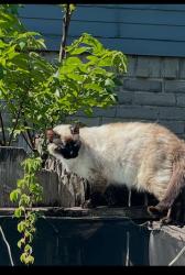 Lost Female Cat last seen Timber Forest Deer Timbers, Atascocita, TX 77346