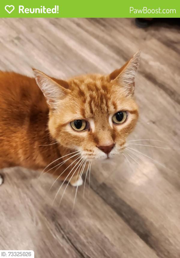 Reunited Male Cat last seen Spring St SE, Smyrna, GA 30080