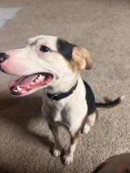 Reunited Male Dog last seen Near S Beckley Ave, Dallas, TX 75224, USA, Dallas, TX 75224