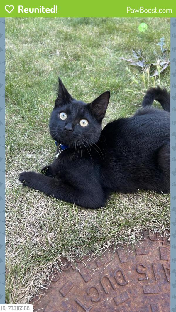 Reunited Male Cat last seen The Avenue Downs Hill end, Greater London, England BR3 5EE