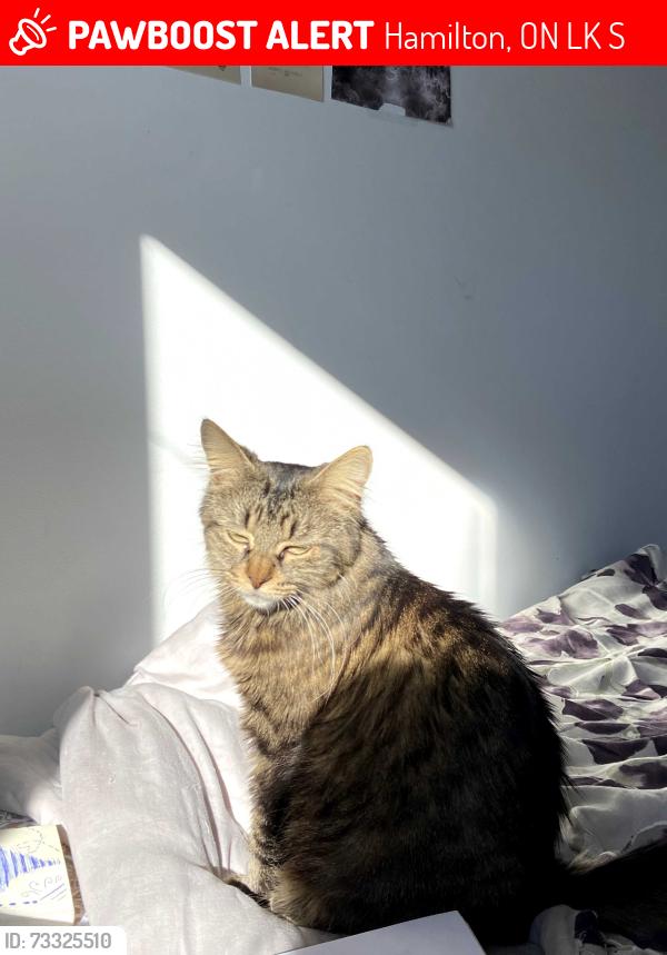 Lost Female Cat last seen Stonehenge Dr and Diiorio Circle (near The Salvation Army Meadowlands Community Church), Hamilton, ON L9K 1S9