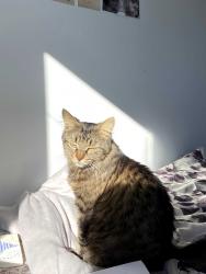 Lost Female Cat last seen Stonehenge Dr and Diiorio Circle (near The Salvation Army Meadowlands Community Church), Hamilton, ON L9K 1S9