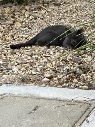 Found/Stray Unknown Cat last seen St Rose Pkwy and Maryland Pkwy, Henderson, NV 89052