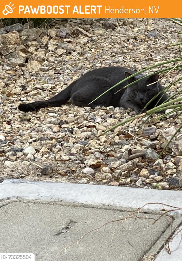Found/Stray Unknown Cat last seen St Rose Pkwy and Maryland Pkwy, Henderson, NV 89052